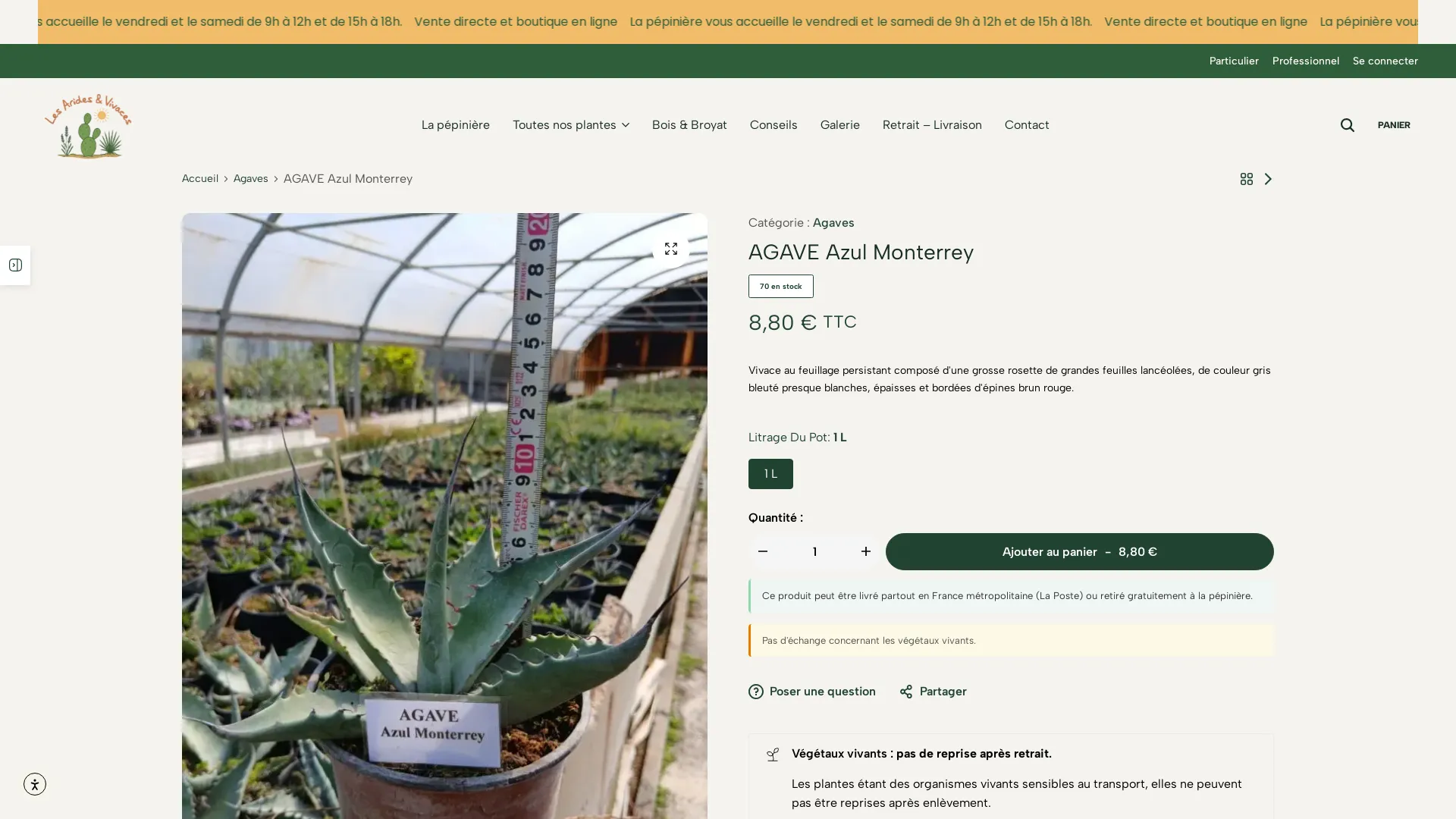 Les Arides & Vivaces — Fiche produit – Agave et ajout au panier
